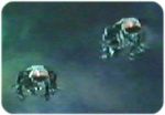 The Imperial Carriers move in